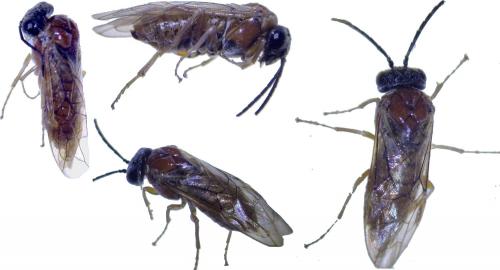 Réf. 253 677 : Periclista albida